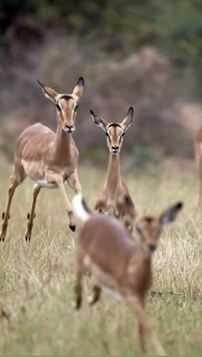 animal (4)
