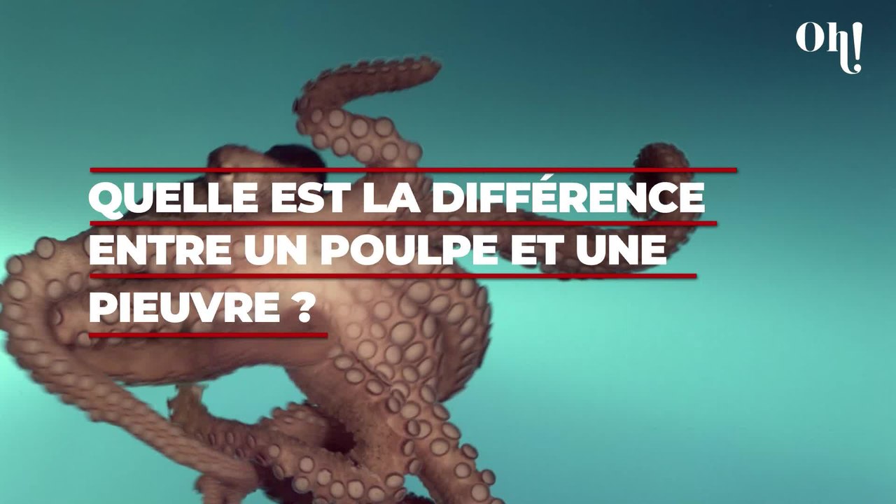 Quelle est la différence entre un poulpe et une pieuvre ?