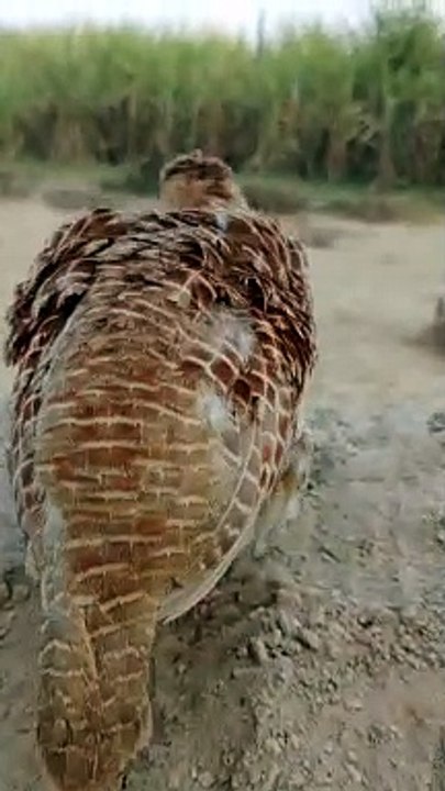 indian teetar voice