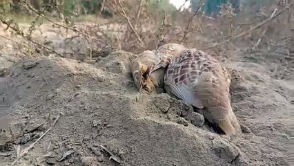 Jungli teetar wild pakshi
