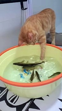 Cat Playing With Fishes | Cat Funny Reactions | Cat Funny Moments | Animals Funny Moments | Cute Pet