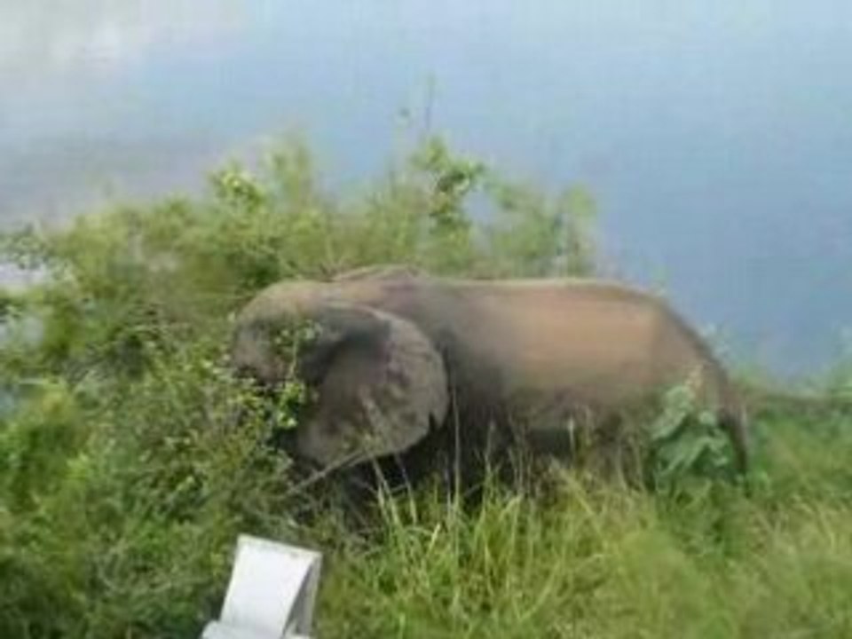 Elefant