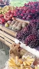 Feed them if you see them