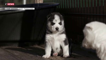 Chiens volés : l'appel émouvant de l'éleveuse