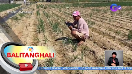 Mga Magsasaka, nangangambang malugi dahil mabagal tumubo ang mga itinanim nilang binhi ng puting sibuyas | BT
