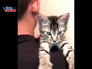 5 Minutes of Adorable Kittens | BEST Compilation