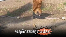 หาดูยาก ! งูกลิ้งไข่ พฤติกรรมสุดแปลกของงูปี่แก้ว จอมขโมยไข่