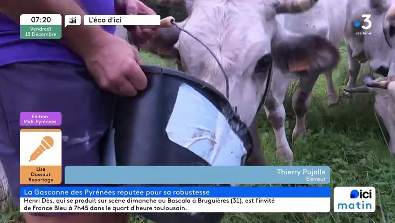 Salon Régal : rencontre avec un éleveur de vaches Gasconnes des Pyrénées