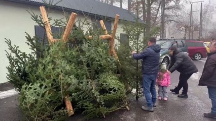 Gorlice - legalna choinka od Gorlickich Lasów Państwowych
