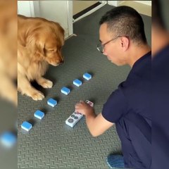 Köpeğin zekası herkesi şaşırttı! Hiç takılmadan buldu!