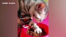 Mamasını diğerlerinden daha farklı bir şekilde yiyen kedi kahkahaya boğdu