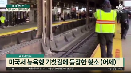 출근길 선로 위에 황소 ‘음메’…“음료 홍보 스턴트 하는 줄”