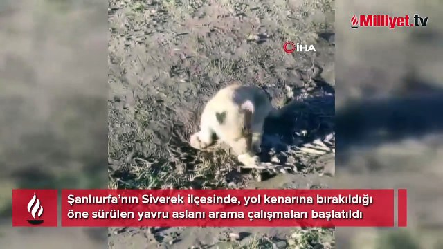 Yol kenarında görülen yavru aslan her yerde aranıyor
