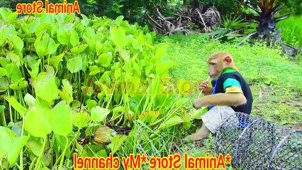 How did the monkey catch a big fish like a human? Very interesting video.