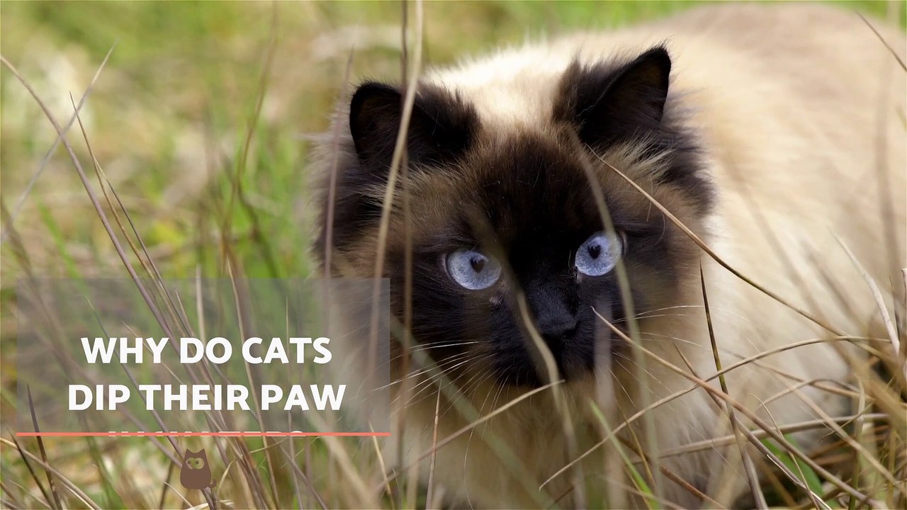 Why Does My CAT Drink Water With Their PAW? video Dailymotion