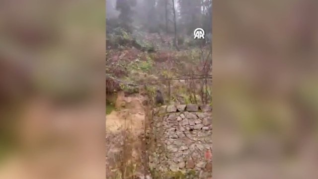 Yola inen ayı cep telefonu ile görüntülendi