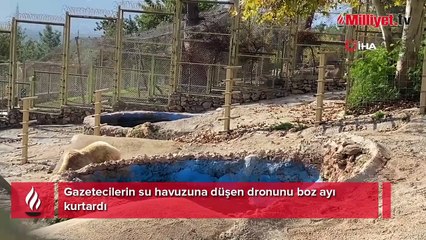 Su havuzuna düşen dronu boz ayı kurtardı