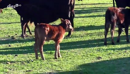 Tendido Diez (14x48) (13-12-2023)