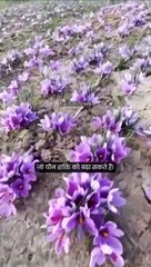 केसर: प्राकृतिक कामोत्तेजक|Saffron: Natural Fetish