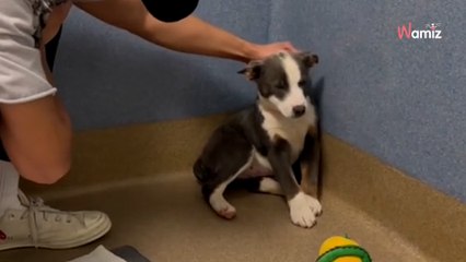 Ce chien ne pouvait pas regarder un humain en face : 1 mois après son adoption il est méconnaissable (vidéo)