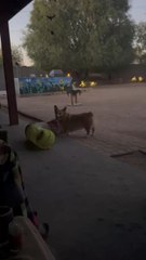 Funny corgi