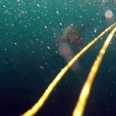 Why Spearfishing Attracts Sharks!