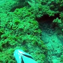 Giant Grouper Found in Underwater Cave!