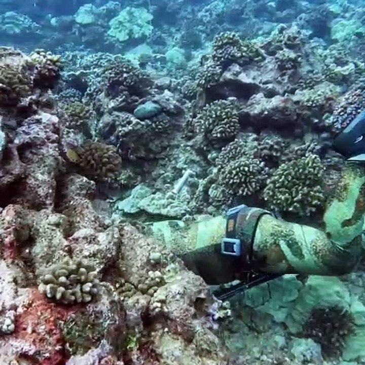 Catching Lobster and Spearfishing for Food!