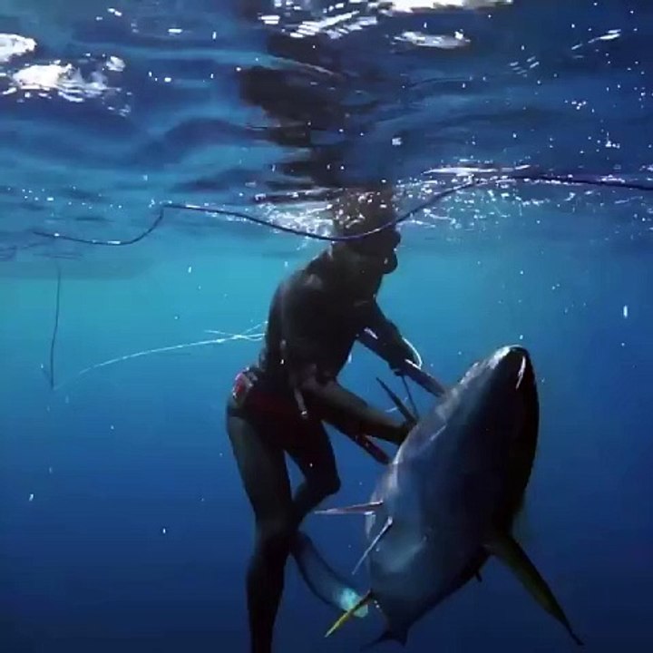 How Divers Spear Giant Tuna