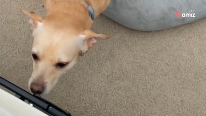 Le vétérinaire ne peut plus s'arrêter de rire après qu'elle avoue l'habitude improbable de son chien (vidéo)