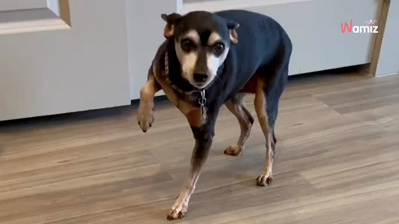 Son petit chien simule des blessures à la patte : son propriétaire décide de le prendre à son propre jeu