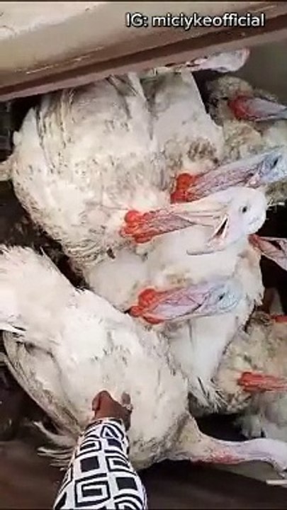 We are clearing this Turkey from our farm if you're interested reach out immediately