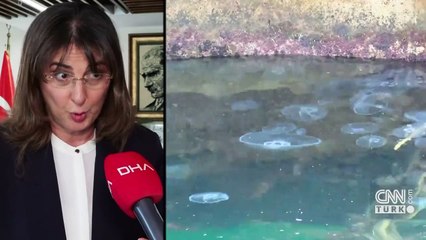 Marmara Denizi'nin sessiz çığlığı denizanaları; asıl stok suyun altında