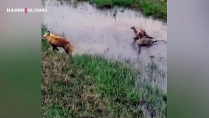 Ailesini tilkiden koruyan baba kaz, izlenme rekoru kırdı!