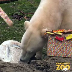 Urso Polar no Hudson ❄️