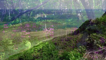 Peder B. Helland - My Rose(720P_HD)