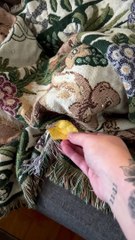 Sleeping Pup Has Snack Priorities