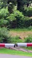 Black Bear Family Play In Gatlinburg Field