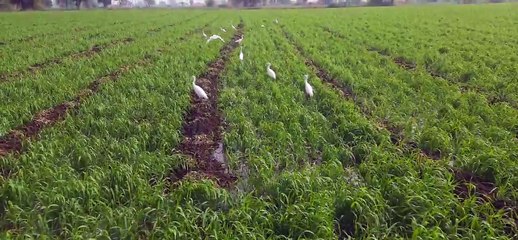 गेहूं की फसल में भी कीटों का साया