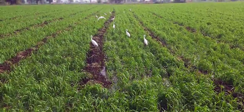 गेहूं की फसल में भी कीटों का साया