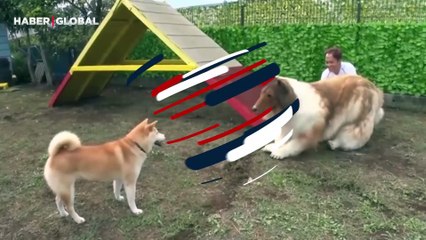 Köpeğe benzemek için yaklaşık yarım milyon TL harcamıştı: Başka bir köpekle etkileşime girdiği anlar viral oldu
