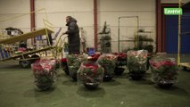 C’est la plante star des fins d’année: Comment est produite l’étoile de Noël?