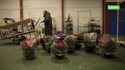 C’est la plante star des fins d’année: Comment est produite l’étoile de Noël?