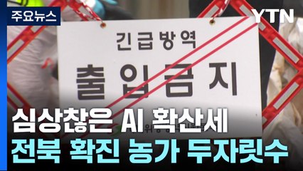 심상찮은 AI 확산 세...전북 확진 농가 '두자릿수' / YTN