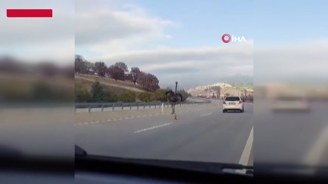 Çiftlikten kaçan deve kuşu trafikte görüldü