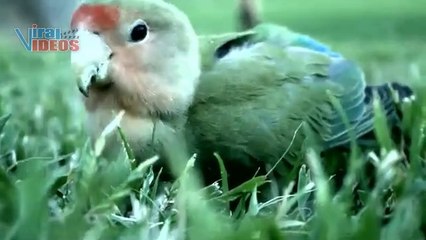 5 Minutes of Adorable Ringneck Parrot Birds | BEST Video Compilation