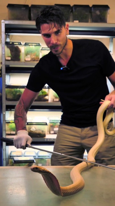 Sur 3000 espèces de serpents, seulement 600 sont venimeuses !