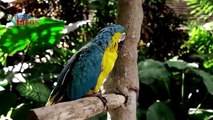 Adorable Ringneck Parrots | Nature is Amazing
