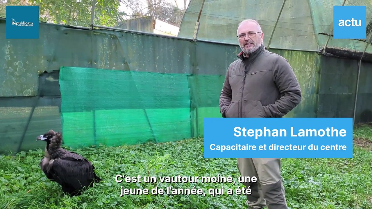 Le Centre de soins de la faune sauvage de Tonneins a accueilli une vautour moine