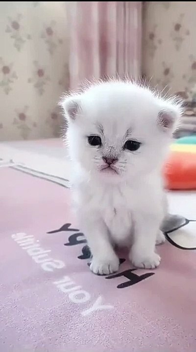 Cute_Kitten_Baby_Cat_Funny_Cat_Videos